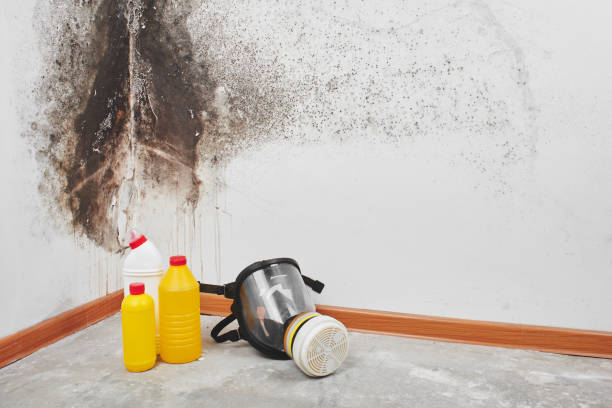 Best Fast Mold Removal  in Shandon, CA