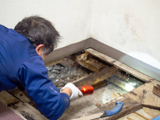 Best Mold Removal Near Me  in Shandon, CA