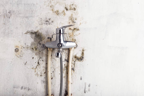 Best Mold Damage Repair  in Shandon, CA