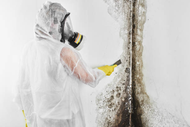 Best Fast Mold Removal  in Shandon, CA