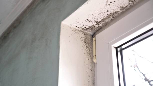 Best Mold Testing  in Shandon, CA