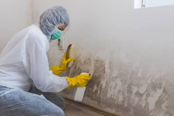 Best Same-Day Mold Removal  in Shandon, CA