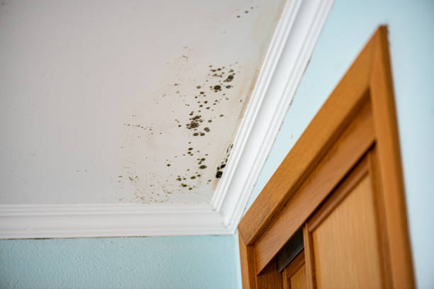 Reliable Shandon, CA Mold Removal Solutions