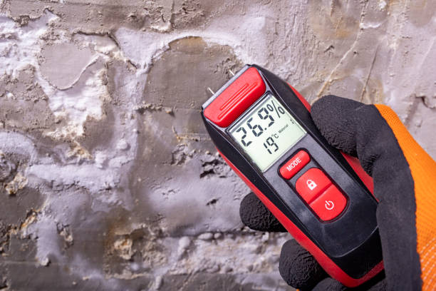 Best Best Mold Removal Companies  in Shandon, CA