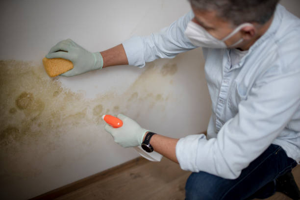 Best Attic Mold Removal  in Shandon, CA