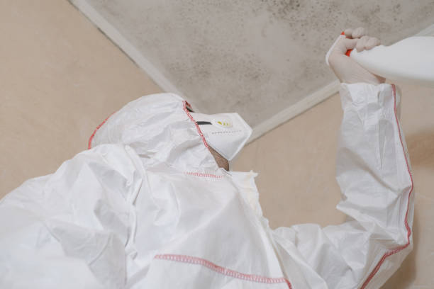 Home Mold Removal in Shandon, CA