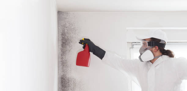 Best Mold Inspection  in Shandon, CA