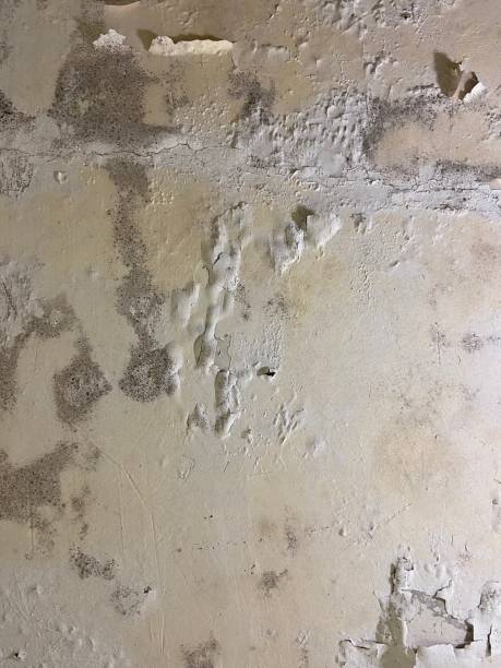 Best Commercial Mold Removal  in Shandon, CA