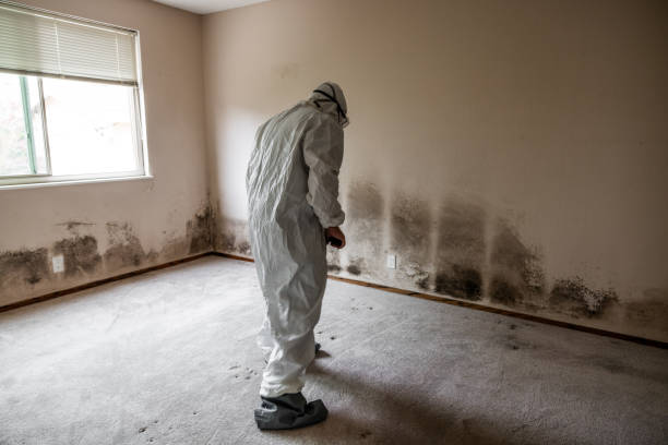 Best Toxic Mold Removal  in Shandon, CA