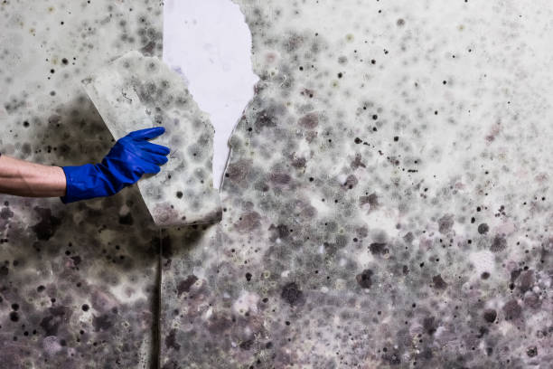 Best Same-Day Mold Removal  in Shandon, CA