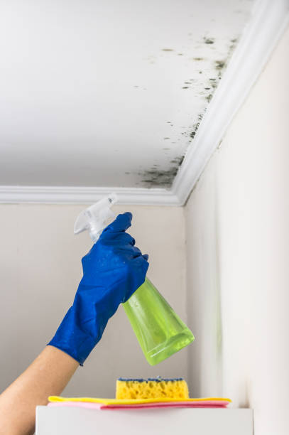 Best Water Damage Restoration  in Shandon, CA